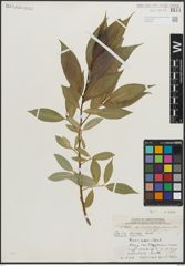 Foto von Salix lucida Muhl.